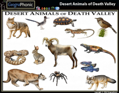 Game | Desert Animals of Death Valley