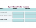 Eyelid extra-ocular muscles