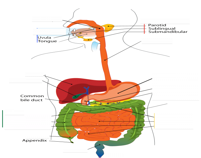 Digestive System Labeling Quiz Biology Diagrams