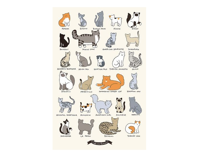 Cat Breeds 101 Quiz