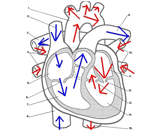Labeling The Heart Quiz
