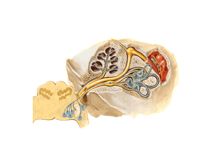 Inner Ear Netter Netter Inner Ear Quiz