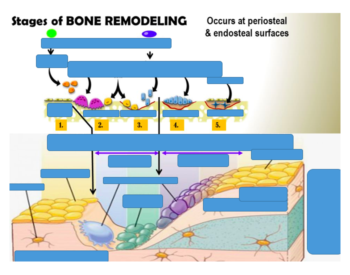 bone remodeling Quiz