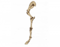 BHS Stage 2-Appendicular Skeleton (Fore) - Unit 2a