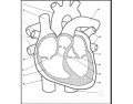Name the parts of the heart