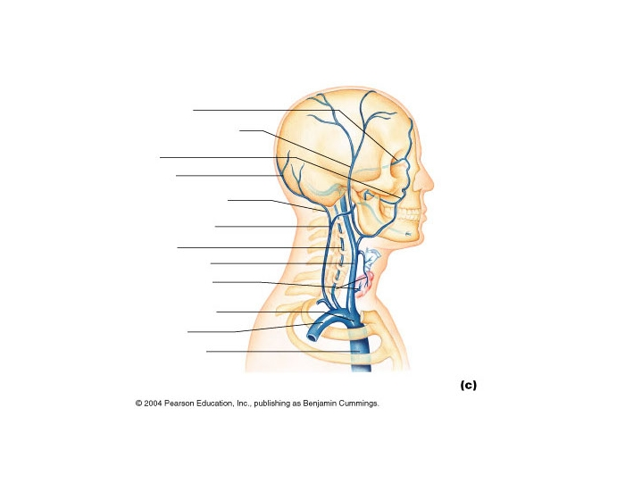 Major Veins of the head and neck Quiz