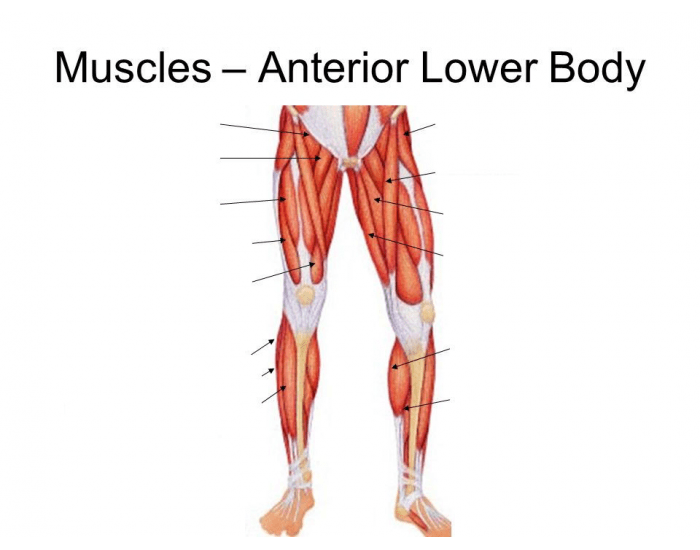 Lower Body Muscles, Upper Body Muscles, Skeleton Lower Body