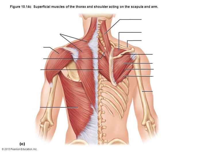 Muscles of Neck and Shoulder Quiz