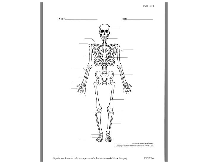 Skeleton Quiz
