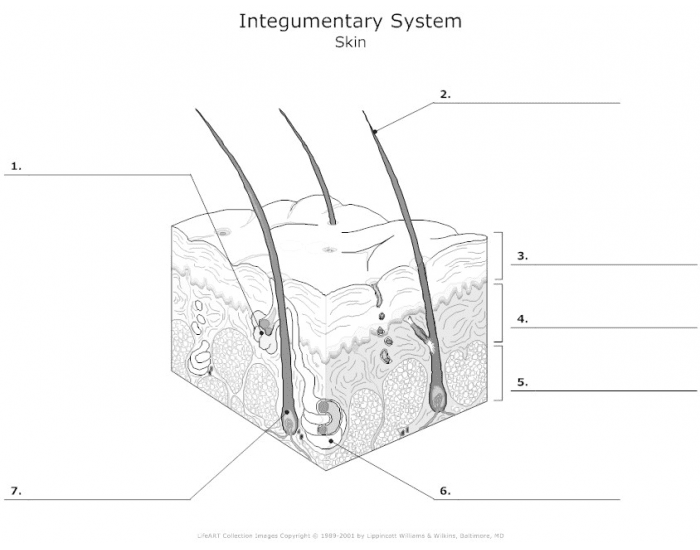 Parts of the Integumentary System — Printable Worksheet