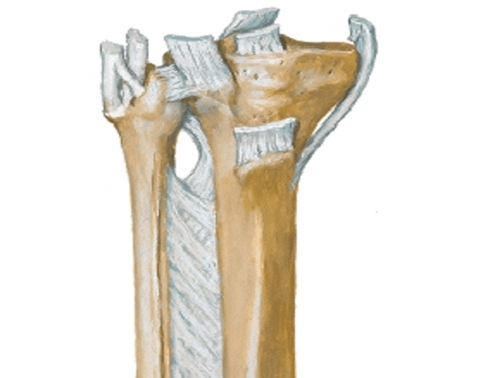 ligament attachments anterior Printable Worksheet Biology Diagrams