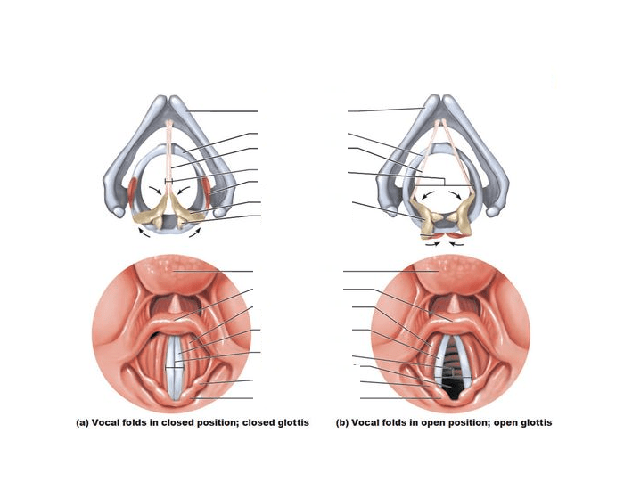 Open versus Closed Glottis Quiz