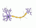 Neuron parts