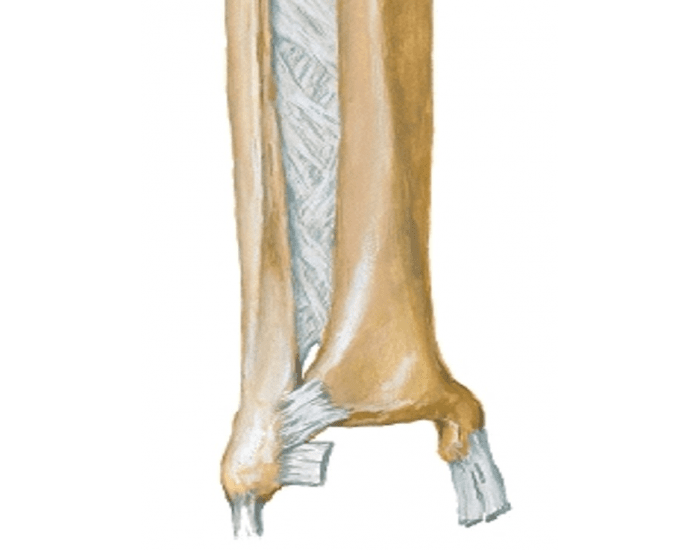Anterior ligament attachments inferior Quiz Biology Diagrams