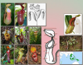 Nepenthes: A carnivorous plant
