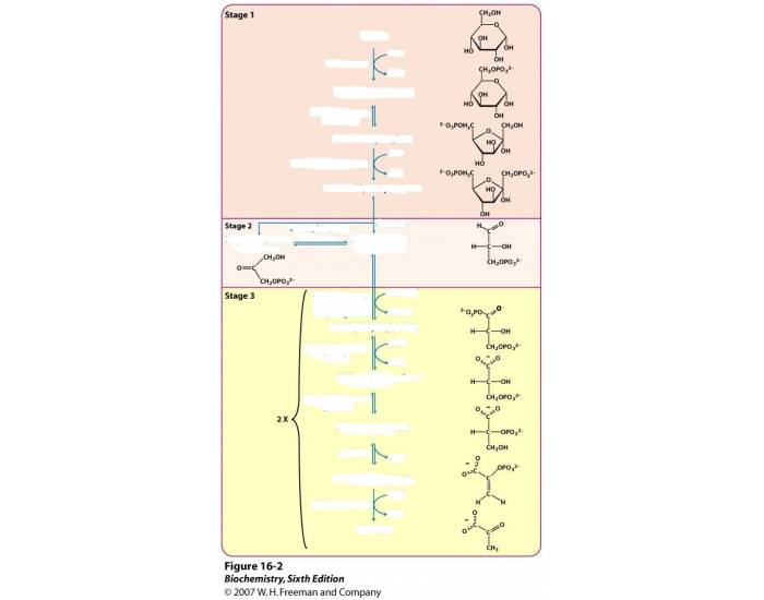 Glycolysis Quiz