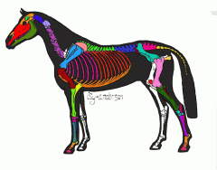 Skeletal Structure of the Horse