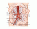 Deep Arteries of Abdomen