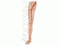 Arteries of the Pelvis and Leg