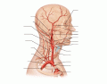Arteries of Head