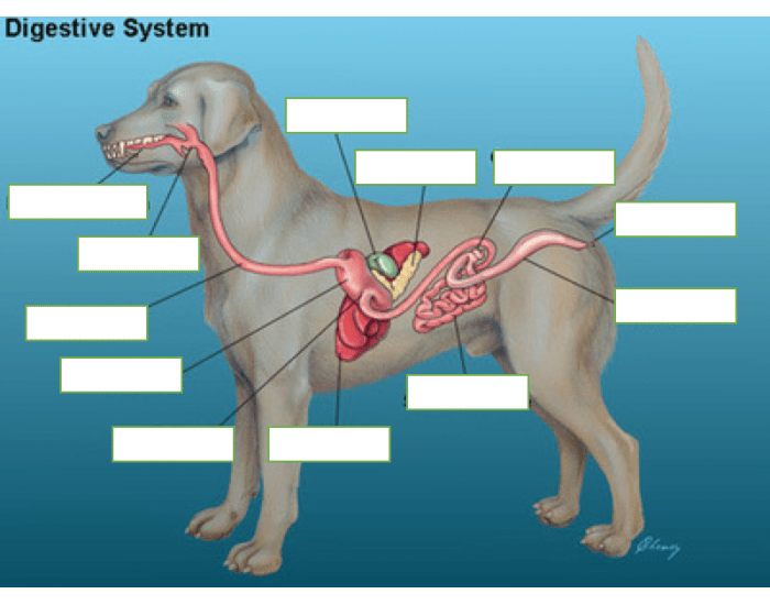 Canine Digestive System Quiz