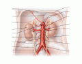 Arteries off the Aorta