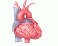 Heart Exterior