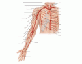 Arteries of Arm and Chest