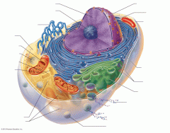 Structure of the generalized cell