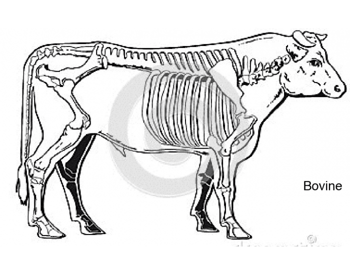 Cow Skeleton Quiz cow-skeleton-quiz