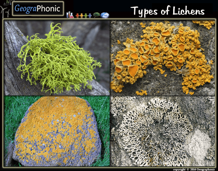 Types Of Growth Forms For Lichens Quiz types-of-growth-forms-for-lichens-quiz