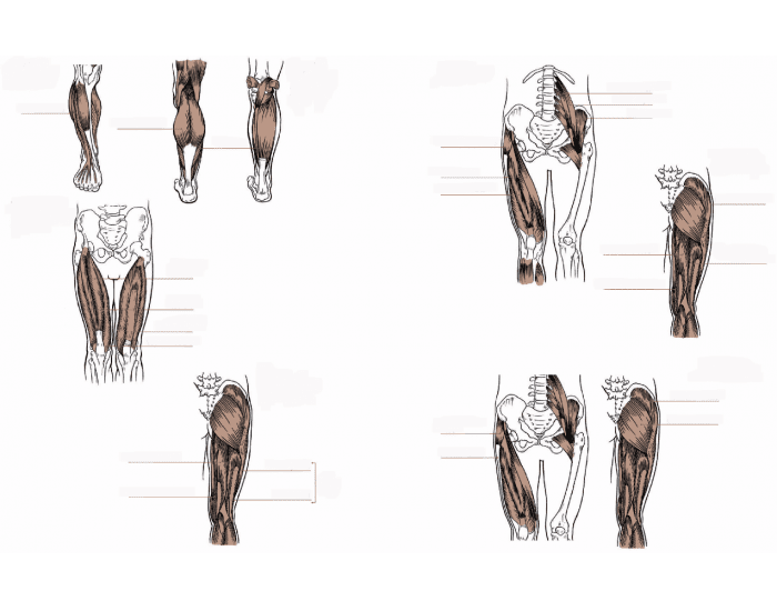 Leg muscles - ACE exam Quiz