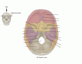Foramen of the Internal Skull