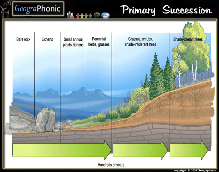 stages-of-primary-succession-printable-worksheet