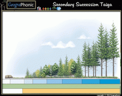 Secondary Succession Taiga and Boreal Forests
