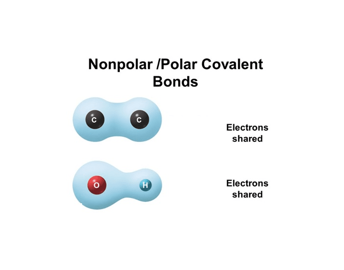 Nonpolar and Polar Covalent Bonding Quiz