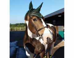 Parts of the horse bridle - DOT QUIZ - EASY