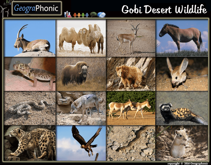 Gobi Desert Wildlife Quiz