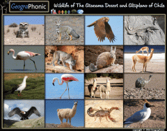 Wildlife of Atacama Desert and Altiplano of Chile