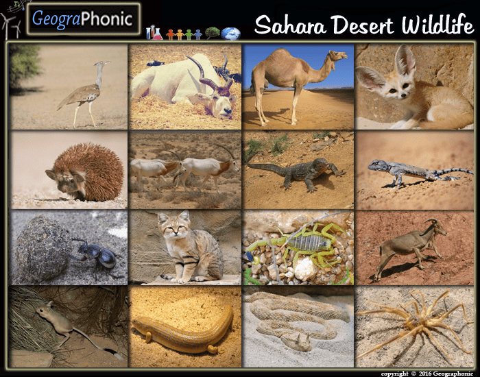 sahara desert animals and plants