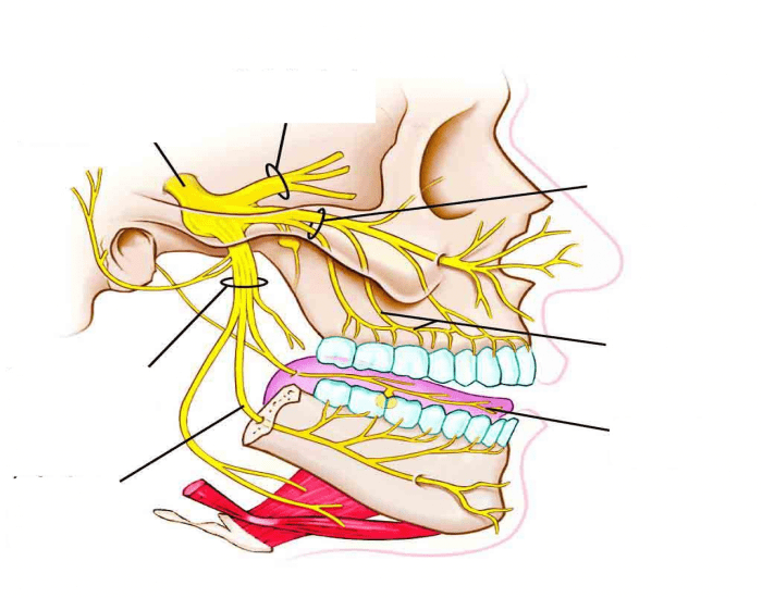 Identify the Branches of Trigeminal Nerve Quiz