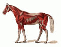 Horse muscles 