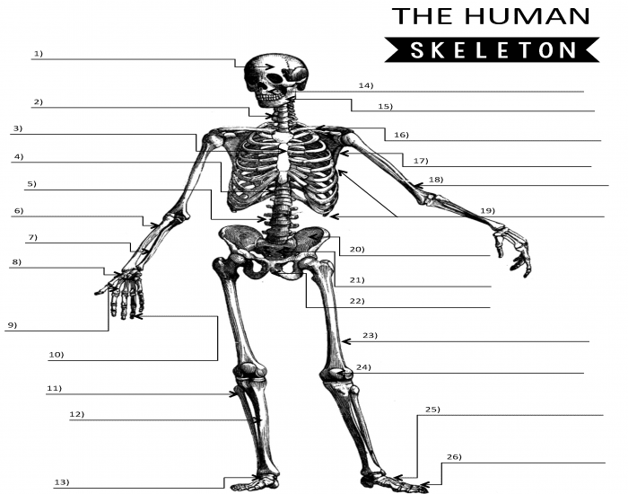 Skeleton Review Quiz