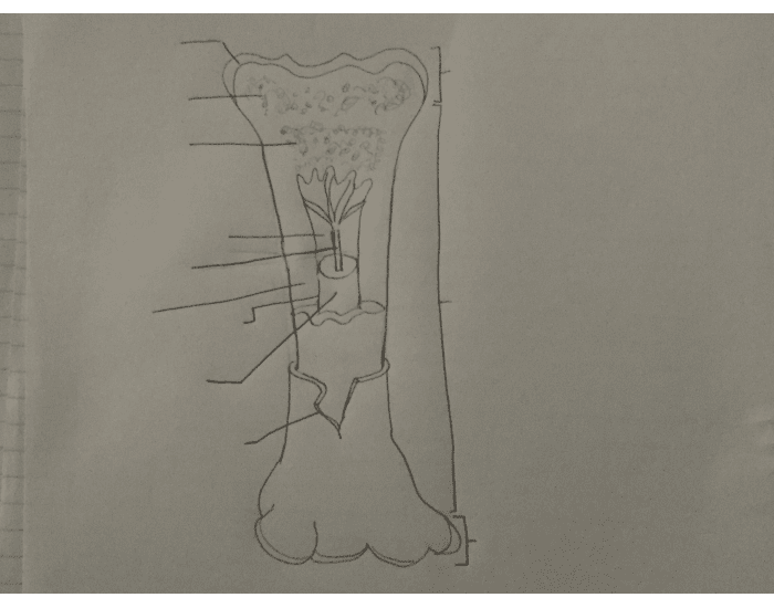 Interior bone Quiz