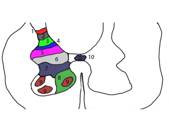 Rex Lamina Neuroanatomy - Rexed's Laminae — Printable Worksheet
