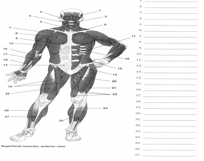 Muscle Quiz