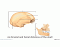 Cranial and Facial Divisions of Skull