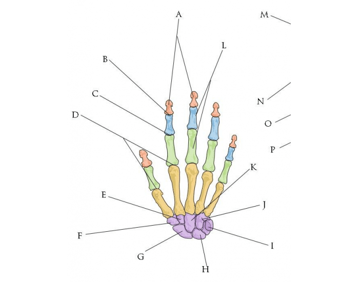 Hand/ Wrist Label Quiz