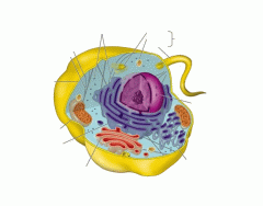 A Typical Animal Cell Anatomy