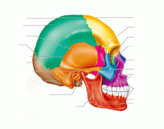 Human Skull: Lateral View